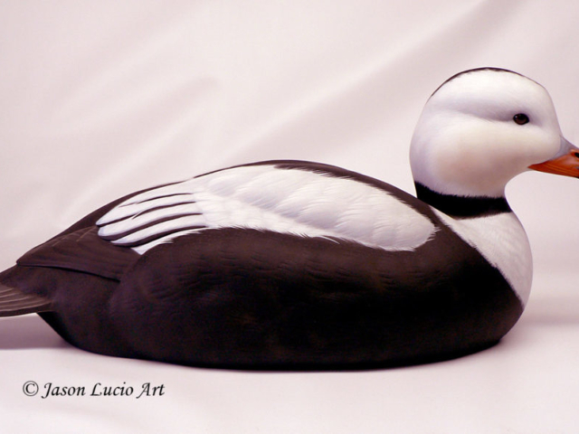 Labrador Duck drake duck decoy by Jason Lucio