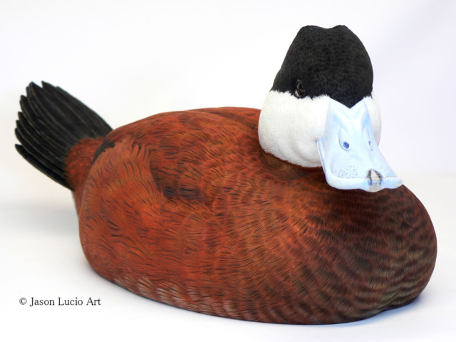 Ruddy Duck drake decorative decoy by Jason Lucio